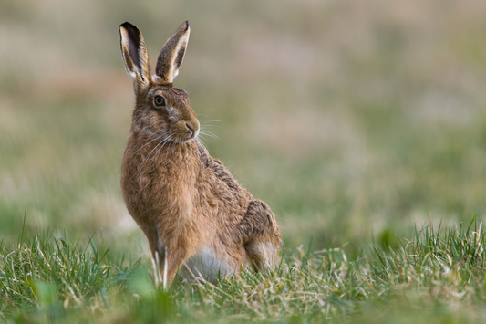 Mad as a March Hare!