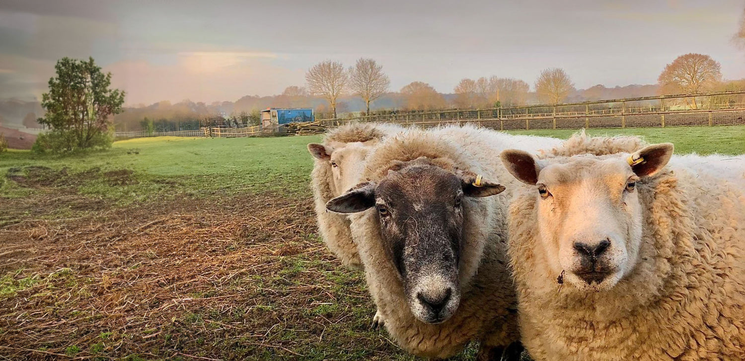 Images taken from the farm in which The Humble Hare is based. This image showcases out friendly sheet pals.
