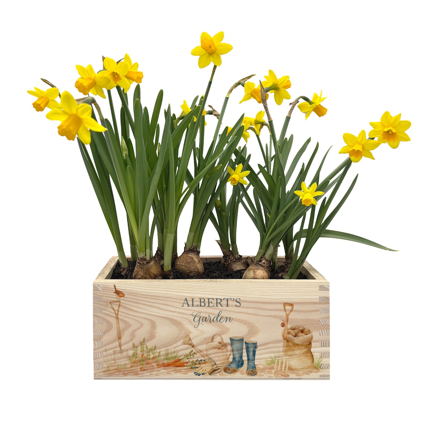 A rectangle wooden planter box filled with daffodil bulbs. The planter has a gardening scene watercolour design, including welly boots, watering can, sack of potatoes, garden fork and spade, plus a little robin. The planter box can be personalised with names and a selection of custom phrases. Perfect gift for gardeners and special occasions.