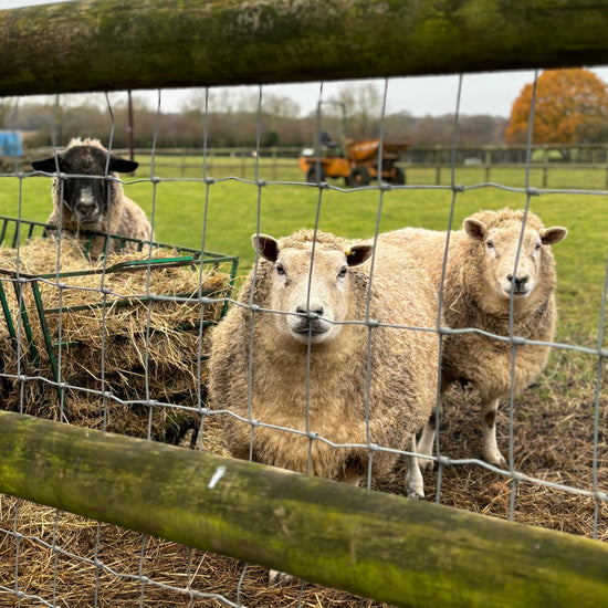 A group of woolly sheep peering through a farm fence.