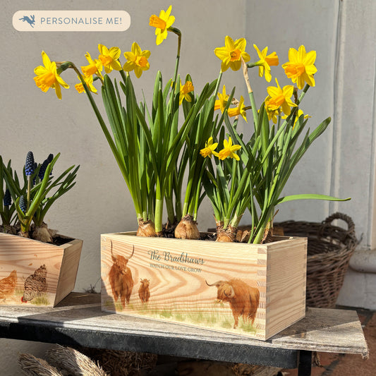 A rectangle pine wood planter full of bright daffodil bulbs. The planter box shows a watercolour design of a family of hairy highland cows. It is personalised with a custom married name for a wedding, anniversary or engagement gift, making it an ideal keepsake present.