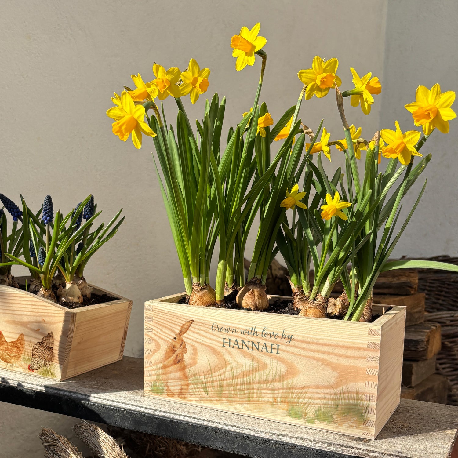 A rectangle wooden planter full of bright daffodils. The planter box shows a watercolour design of The Humble Hare in grass, and is personalised with a special message and custom name. An ideal gift for gardeners or special occasions.