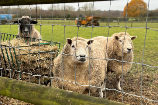 Meet Our Sheep - The Stars of The Great Escape