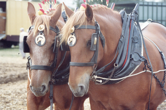 The Majestic Suffolk Punch