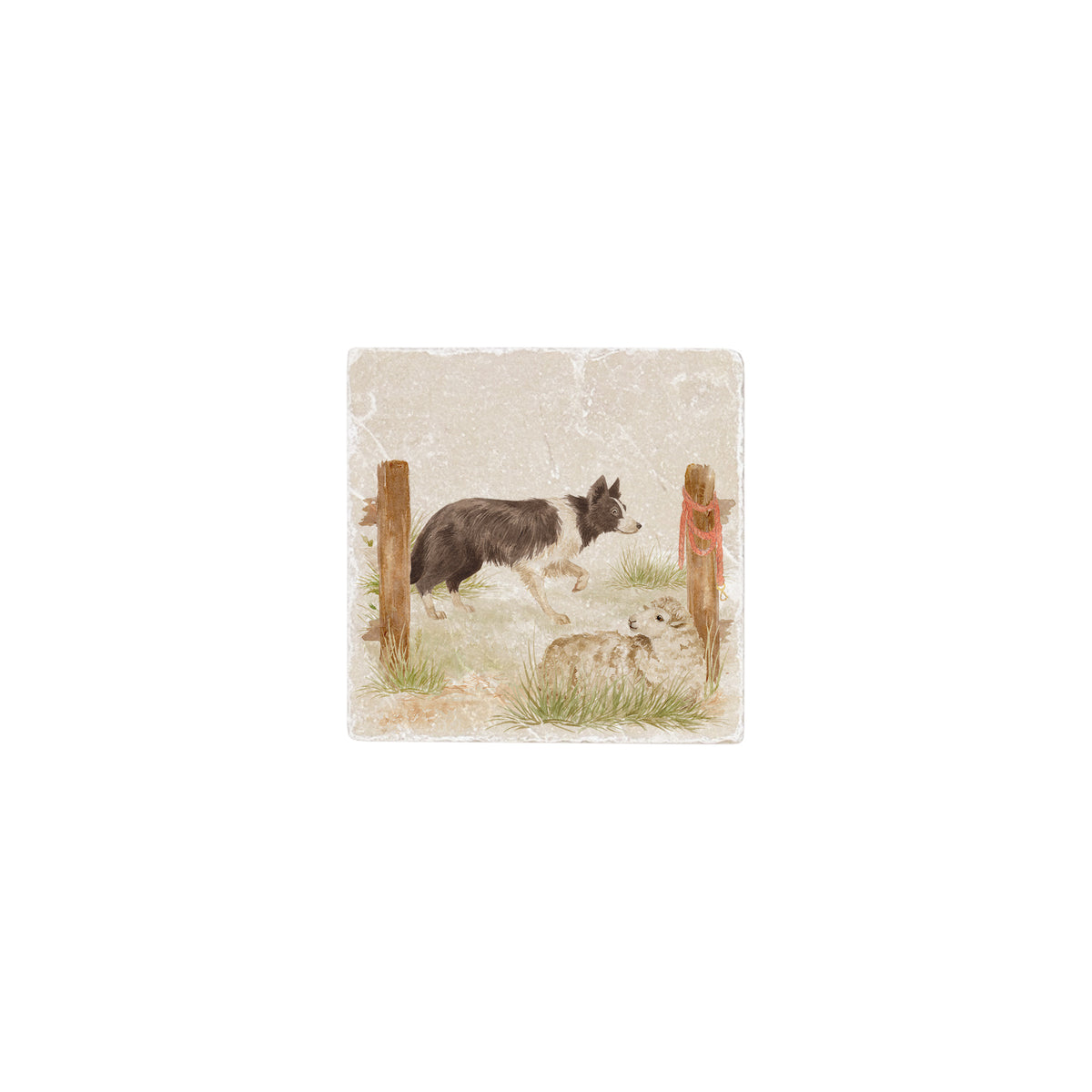 A square decorative cream marble coaster featuring a vintage-style illustration of a black and white border collie standing guard over a sheep beside a wooden post.