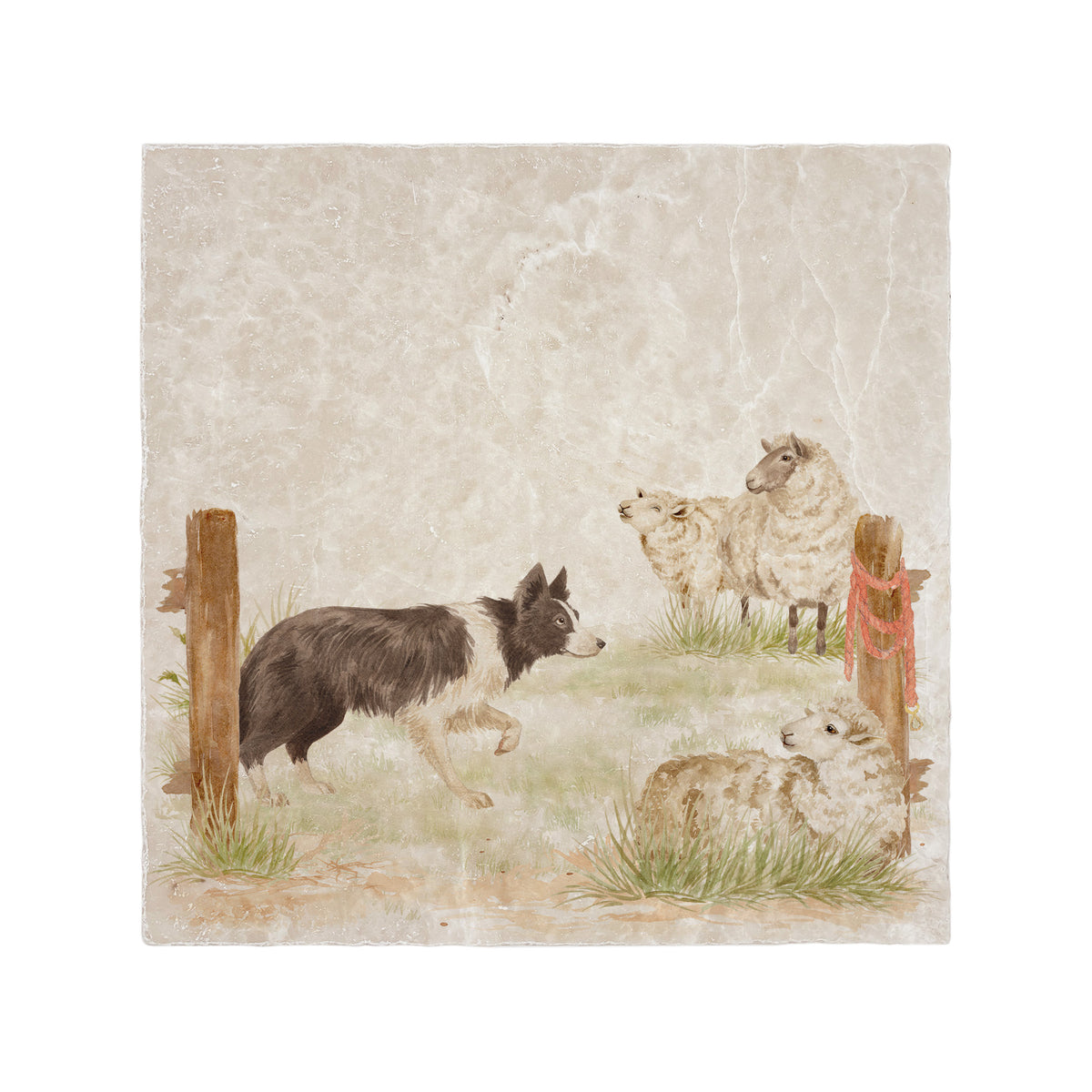 A medium square decorative cream marble coaster featuring a vintage-style illustration of a black and white border collie standing guard over a sheep beside a wooden post.