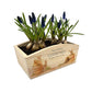 An arched wooden planter box full of spring bulbs. The planter box shows a watercolour design of cute bunny rabbits in flower pots. The planter can be personalised with names and a selection of phrases, making it an ideal gift for any occasion.