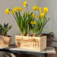 A rectangle wooden planter full of bright daffodils. The planter box shows a watercolour design of mice playing in a potting shed causing mischief among the pots and garden tools. The planter is personalised with a special message and custom name. An ideal gift for gardeners or special occasions.