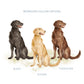 An illustration showing the 3 dog colour options available to choose from - black, golden and chocolate.
