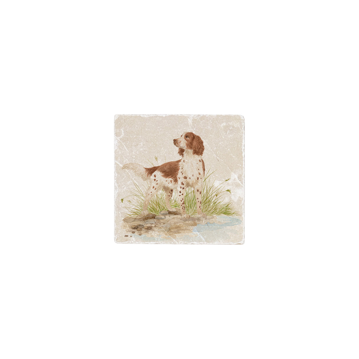 A square decorative marble splashback tile featuring a vintage-style illustration of a brown and white spotted spaniel dog sitting in grass on a light beige background.