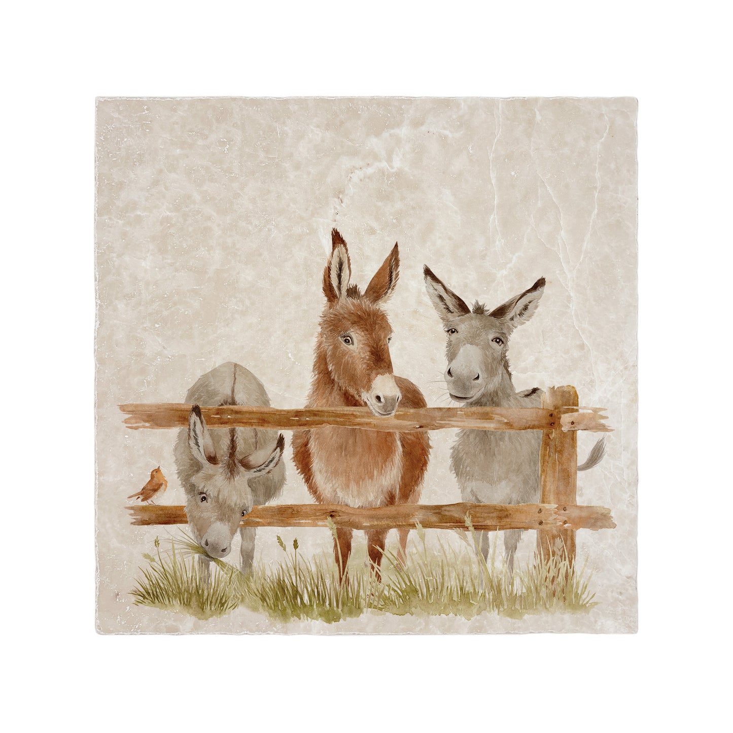 Mischievous Line-Up  of Donkeys along a fence line. hen is pinching the some grass from the next doors paddock! A great way to add a little fun to your space. 