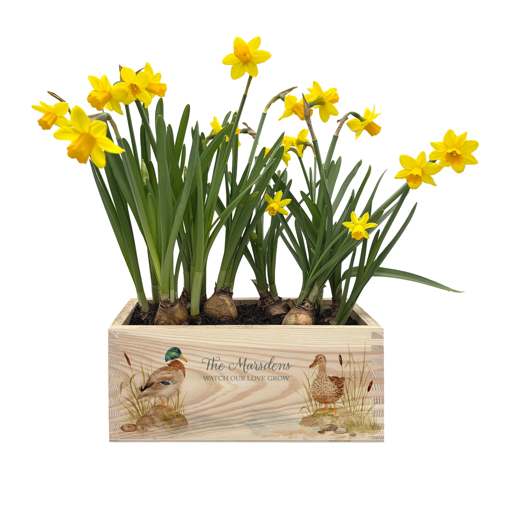 A rectangle wooden planter box with a watercolour design of two mallard ducks by the pond. The planter can be personalised with a name and a selection of custom phrases. Perfect gift for gardeners and special occasions. The planter can be used for bulbs and plants or as garden storage.