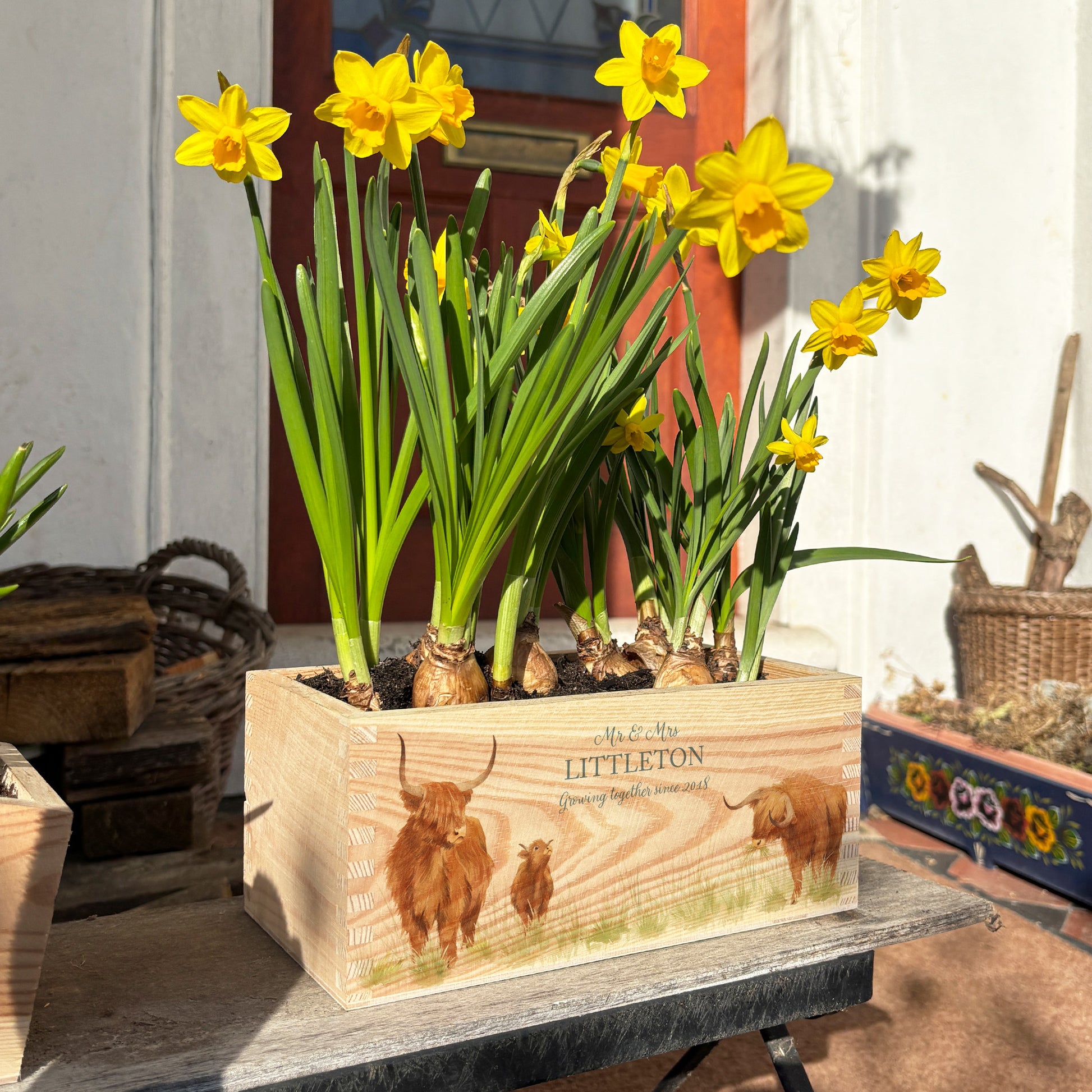 A rectangle wooden planter full of bright daffodils. The planter box shows a watercolour design of a family of hairy highland cows, and is personalised with a special wedding or anniversary message and custom name and date. An ideal gift for weddings, anniversaries, engagements and other special occasions.