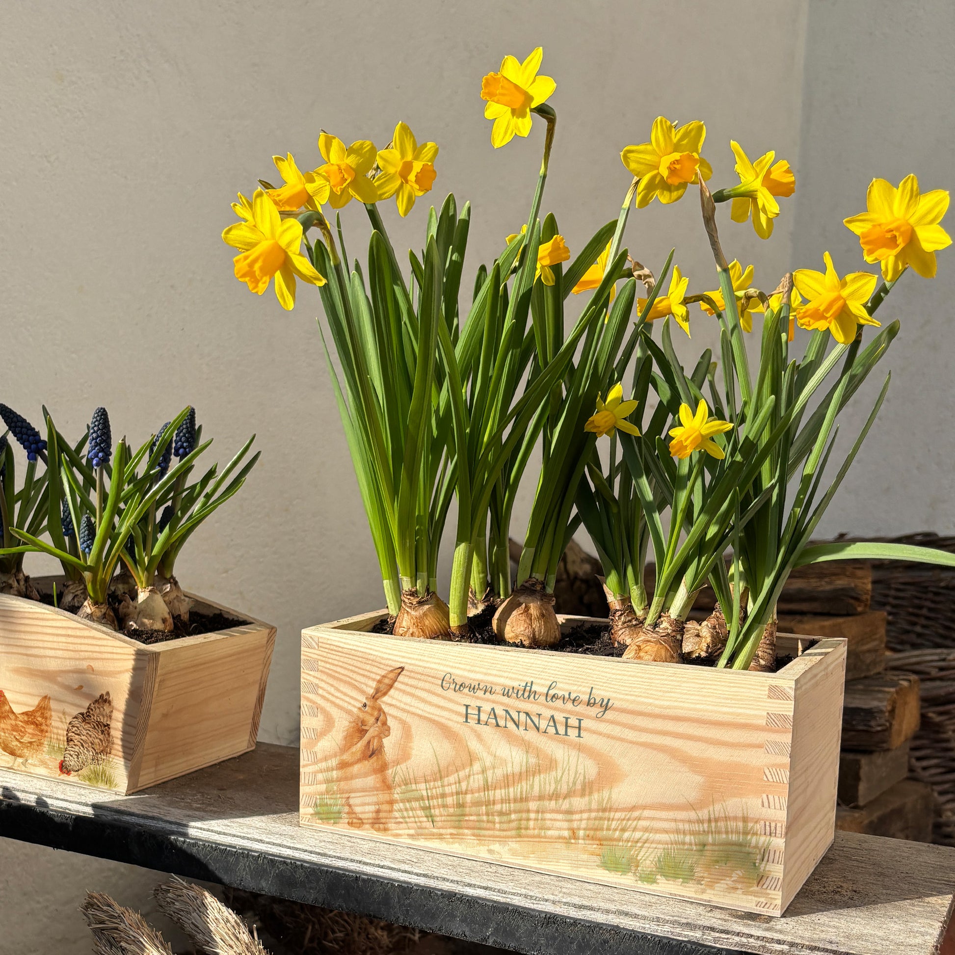 A rectangle wooden planter full of bright daffodils. The planter box shows a watercolour design of The Humble Hare in grass, and is personalised with a special message and custom name. An ideal gift for gardeners or special occasions.